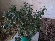 продам денежное дерево,  Одесса