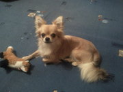 кобель чихуахуа вязка