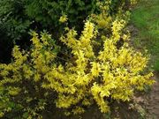 ФОРЗИЦИЯ - Многолетник (саженцы)