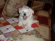 Щенок Мальтийской болонки(Мальтезе)