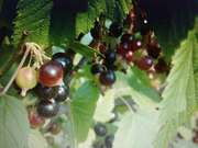 Смородина черная сорт Забава