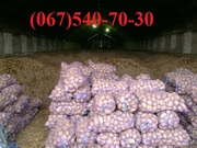 Картофель семенной, посадочный. Элита