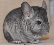 Продам шиншиллу