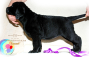 Элитные щенки Лабрадора ретривера