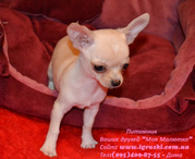 Элитные щеночки чихуахуа питомника Моя Малютка