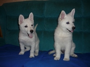 Щенки белой овчарки