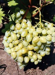 Саженцы винограда.