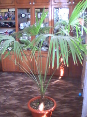 Пальма веерная,  крупная.