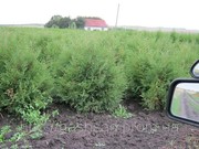Продажа. Купить дешево Туя Западная коколоновидная или Брабант Киев
