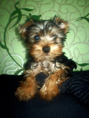 йоркширского терьера