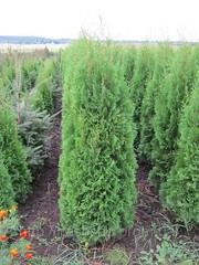 Продажа. Купить дешево Туя западная Смарагд (Smaragd) Киев