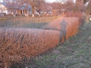 распродажа.Скидки(до 20%).Продажа.Купить дешево Бирючина. Киев