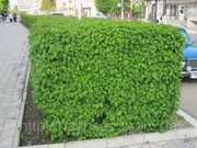 Скидки (до 20%). Продажа. Купить дешево свидина или дерен Киев