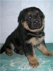 Німецька вівчарка