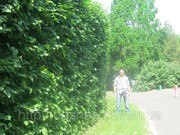 распродажа.Скидки(до 20%).Продажа.Купить дешево Граб обыкновенный Киев