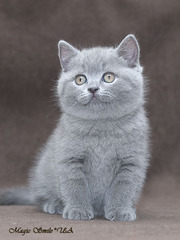 Чистокровные британские короткошерстные голубого и черного окрасов