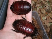 таракан-носорог (Macropanesthia rhinoceros)