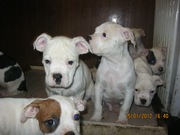 продам щенков американский бульдог, 4 месяца с документами и родословно