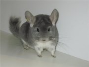 Цветные шиншиллы из питомника
