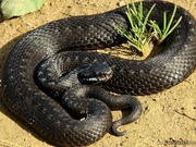 Продажа змей, ужей. СРОЧНО!!!