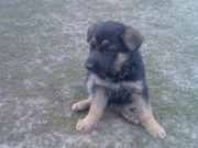 Продам Щенята породи! Німецька вовчарка!!!! Срочно!!!!