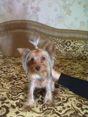 Продам Еркширского Терьера. Мальчик.