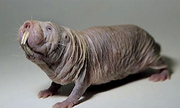Слепыш mole rat-новинка на зоорынке Украины