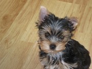  в вашем доме -йорки