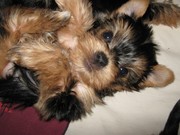 девочка йорк-малышка в вашем доме