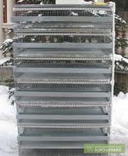 продам перепелов, цесарок