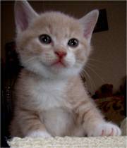 курильский бобтейл