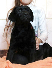 Перспективные щенки Лабрадора ретривера