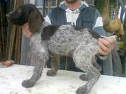 Продам щенка дратхаар