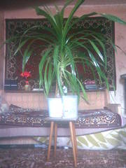 продам пальму панданус