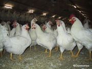 Куры бройлеры живым весом от 3 кг