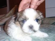 продаю щенка ши-тцу