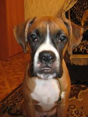 щенок боксера