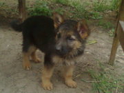 Щенки немецкой овчарки недорого в хорошие руки