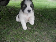 щенки алабая