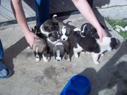 Продам щенків Середньо азіатської вівчарки (Алабая)