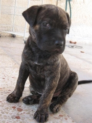 Куплю щенка Питбультерьера или Амстаффа