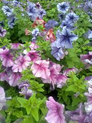 Цветочная рассада