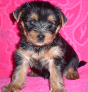 Продам очаровательных щенков йоркширского терьера