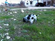 Продаются щенки русского охотничьего спаниеля от рабочих родителей