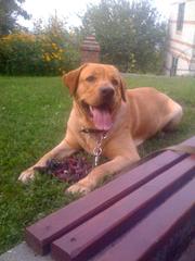 Кобель лабрадора для вязки