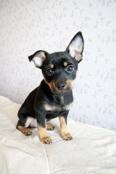 цуценя породи той-тер'єр. дівчинка