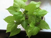 батат рассада