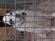 отдам сторожевого пса