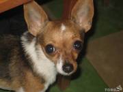 Кабель чихуахуа ищет невесту