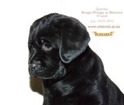 Монопородный питомник предлагает щенков лабрадора